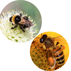 Honeybees V Bumblebees 3